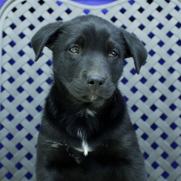 Adopt Pooka a Labrador Retriever