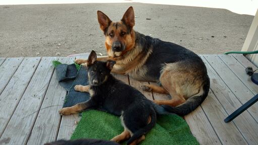 German Shepherd Dog PUPPY FOR SALE ADN-120030 - German Shepherd Puppies west