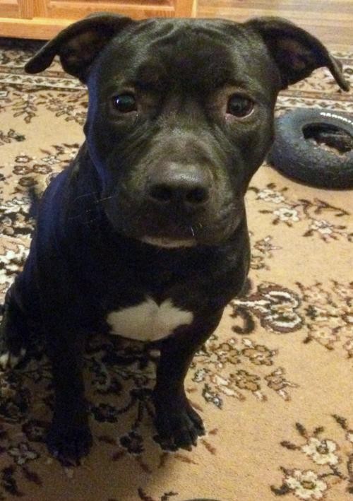 Adopt Grizzly Bear a Black - with White American Pit Bull Terrier / Labrador