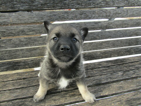 Norwegian Elkhound PUPPY FOR SALE ADN-114389 - Alexa