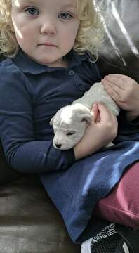 Bichon Frise PUPPY FOR SALE ADN-120073 - Beautiful Bichon Pups