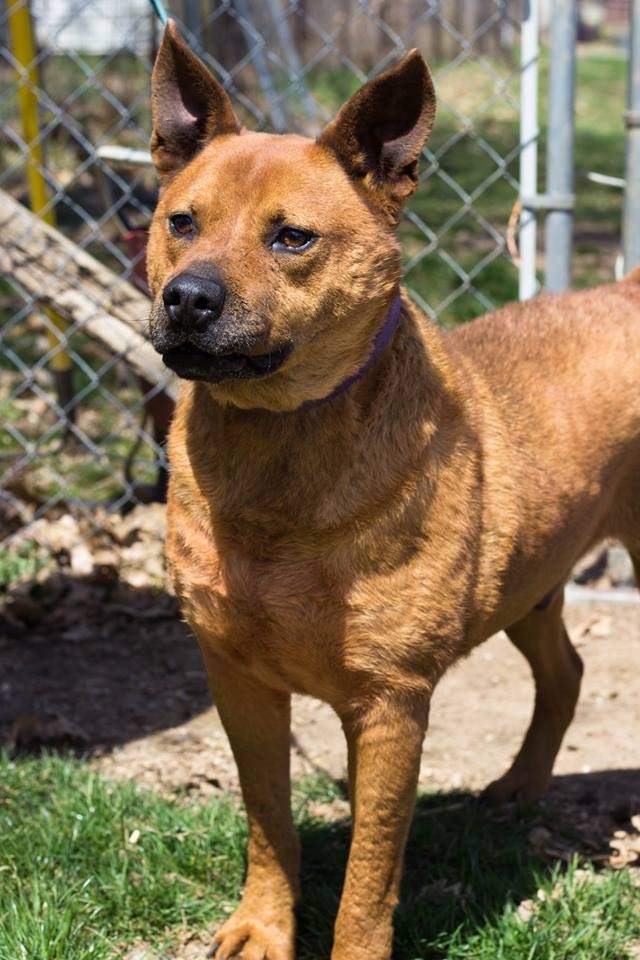 Adopt Mel a Red/Golden/Orange/Chestnut Chow Chow / Cattle Dog / Mixed dog in