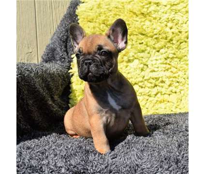 fghhjjff awesome french bulldog puppies