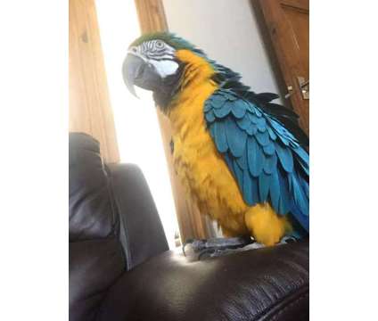 ghjhghg macaw parrots available