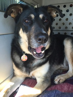 Adopt Buddy a Black - with Tan, Yellow or Fawn German Shepherd Dog / Mixed dog