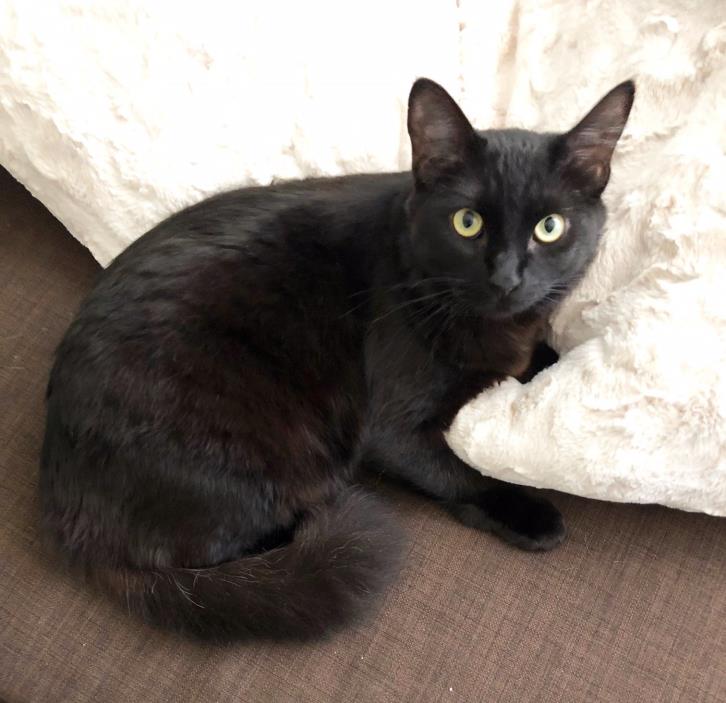 Adopt Stella a All Black Domestic Mediumhair (medium coat) cat in Mission Viejo