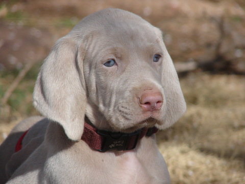 Weimaraner PUPPY FOR SALE ADN-61368 - AKC Weimaraner Puppies