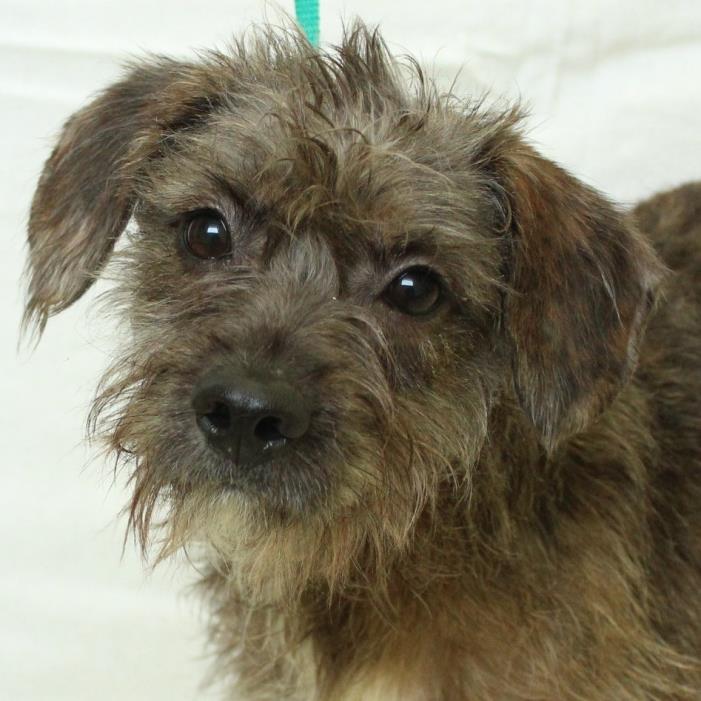 Adopt Kimmy a Wirehaired Terrier