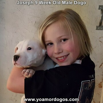 Dogo Argentino PUPPY FOR SALE ADN-120131 - Very Socialized Dogo Argentino