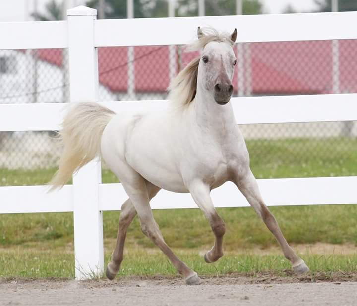 Gorgeous silver Buckskin stallion
