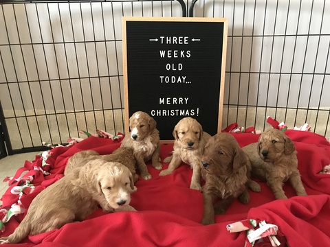 Goldendoodle PUPPY FOR SALE ADN-110629 - F1B Goldendoodles