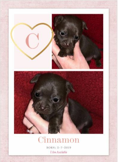 Chihuahua PUPPY FOR SALE ADN-120175 - Teacup Chihuahua Puppies for Sale