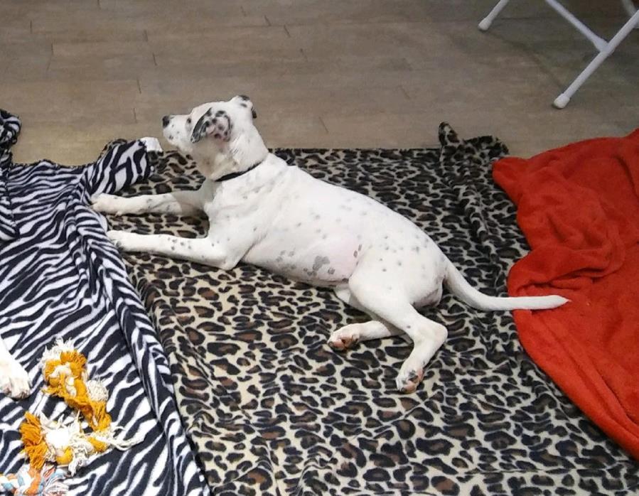 Adopt CANDY a White - with Black Dalmatian / Terrier (Unknown Type