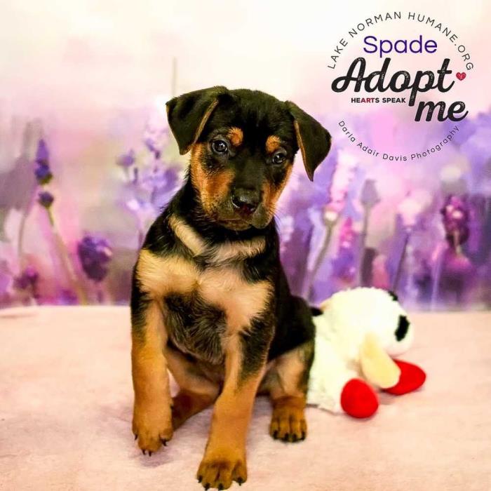 Adopt Spade a Brown/Chocolate - with Tan Rottweiler dog in Mooresville