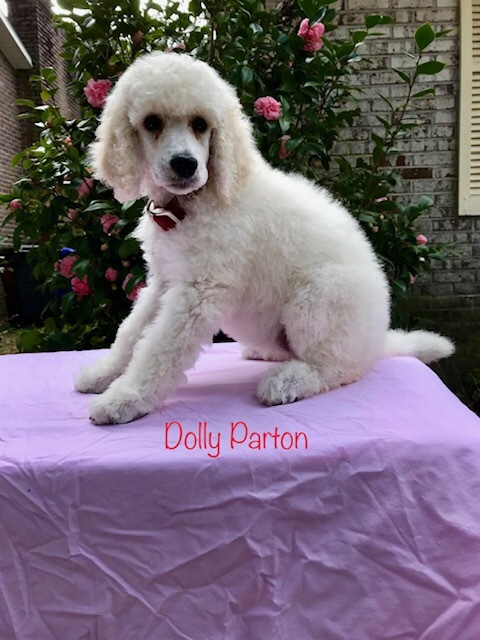 Poodle (Standard) PUPPY FOR SALE ADN-120090 - Standard poodle puppies white