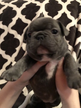 French Bulldog PUPPY FOR SALE ADN-120062 - Blue and Brindle French Bulldogs