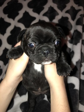 French Bulldog PUPPY FOR SALE ADN-120065 - Blue and Brindle French Bulldogs