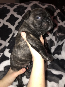 French Bulldog PUPPY FOR SALE ADN-120064 - Blue and Brindle French Bulldogs