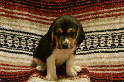 Beagle PUPPY FOR SALE ADN-120053 - Beagle Puppies