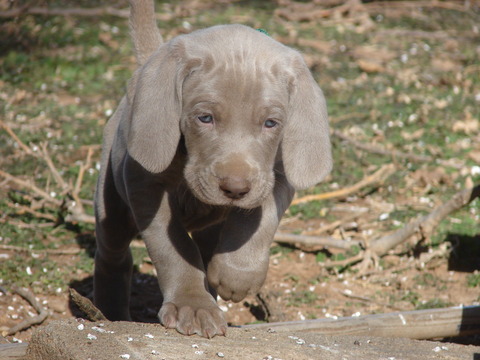 Weimaraner PUPPY FOR SALE ADN-61367 - AKC Weimaraner Puppies