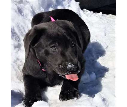 charcoal Lab female puppy
