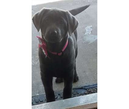 charcoal Lab female puppy