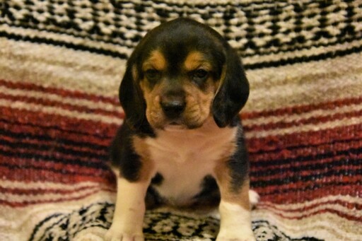 Beagle PUPPY FOR SALE ADN-120051 - Beagle Puppies
