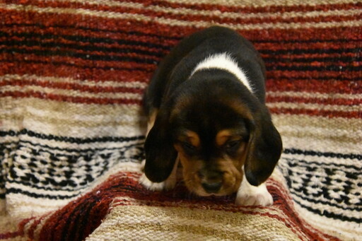 Beagle PUPPY FOR SALE ADN-120049 - Beagle Puppies