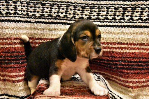 Beagle PUPPY FOR SALE ADN-120050 - Beagle Puppies