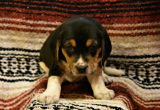 Beagle PUPPY FOR SALE ADN-120045 - Beagle Puppies