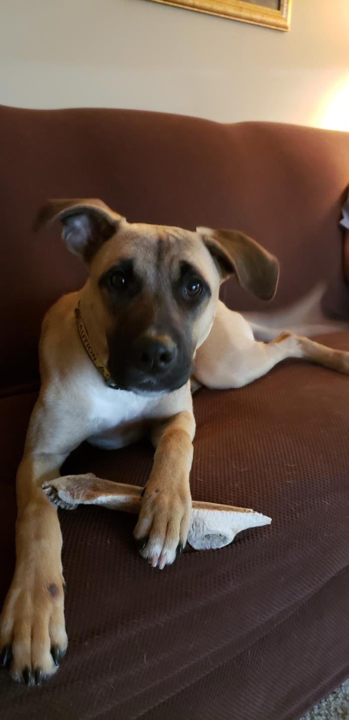 Adopt Dakota a Tan/Yellow/Fawn Shepherd (Unknown Type) / Mixed dog in Elgin