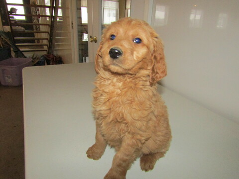 Goldendoodle Mix PUPPY FOR SALE ADN-114392 - Goldie