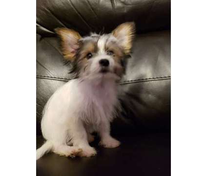 Yorkie/Pom Puppy