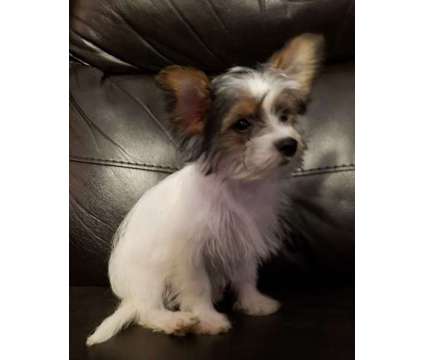 Yorkie/Pom Puppy