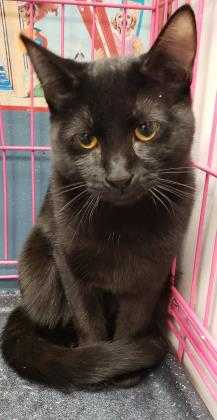 Adopt Kitter a All Black Domestic Shorthair / Domestic Shorthair / Mixed cat in