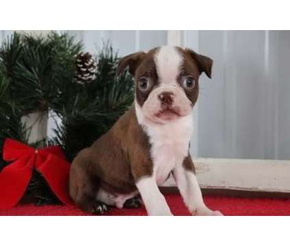 ngdthrs Boston Terrier puppies available