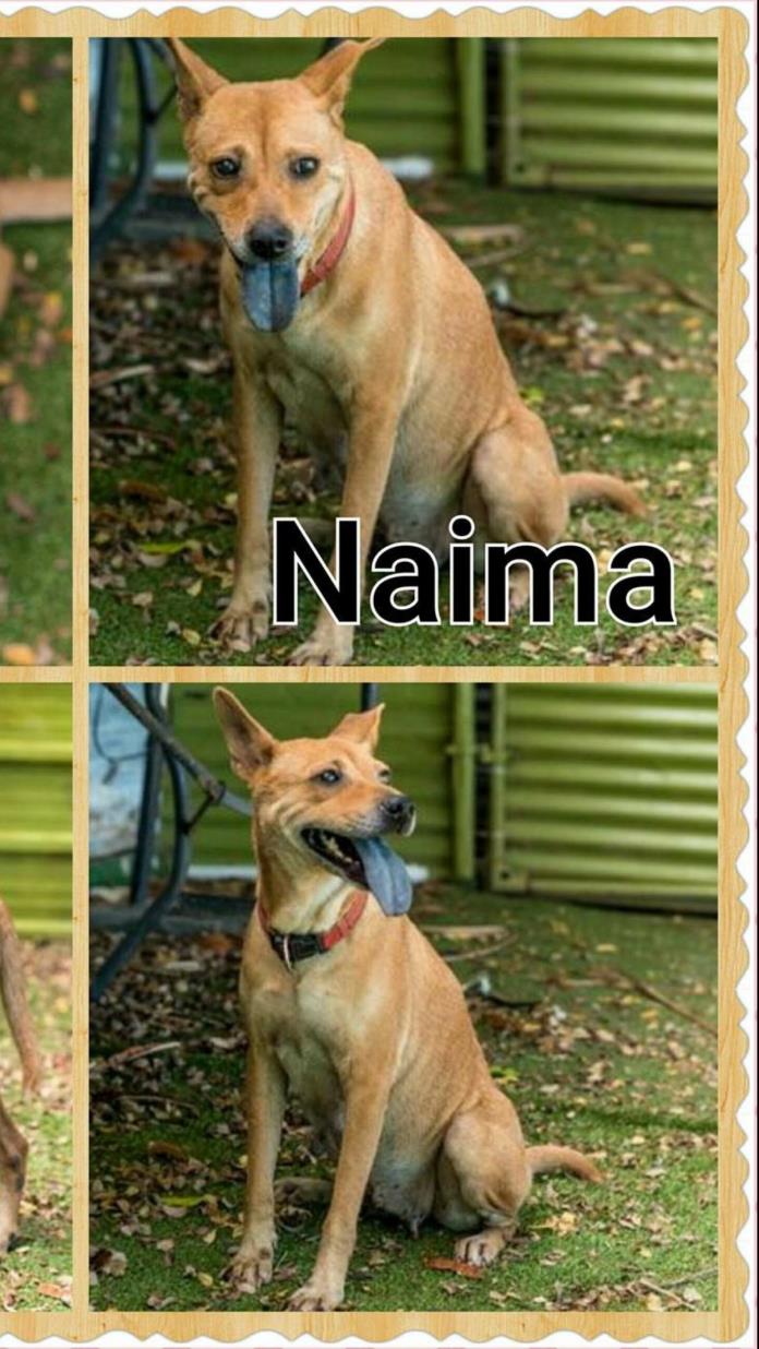 Adopt Naima a Labrador Retriever