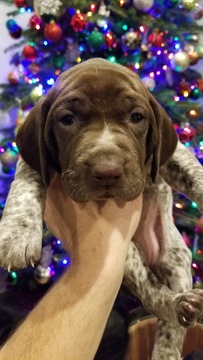 German Shorthaired Pointer PUPPY FOR SALE ADN-110354 - German Shorthaired