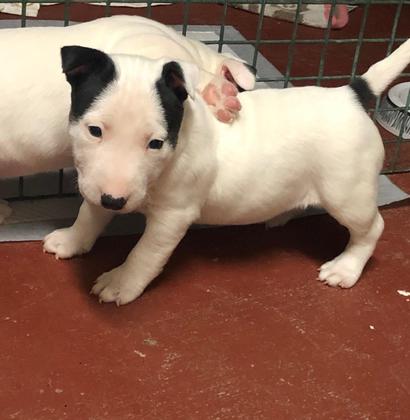 Mini bull terrier