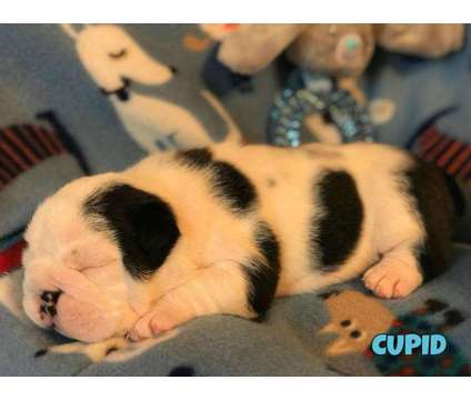 Akc English Bulldog Puppies for Sale