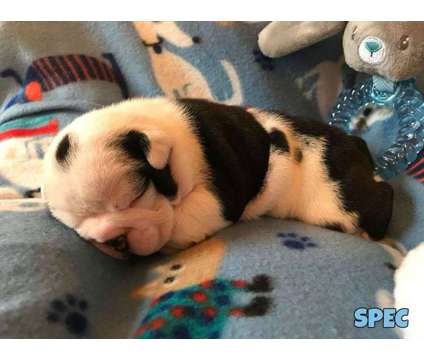 Akc English Bulldog Puppies for Sale