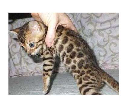 fdhtsf Bengal kittens available