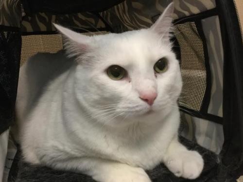 Adopt PONY a White Domestic Mediumhair / Mixed (medium coat) cat in Tacoma