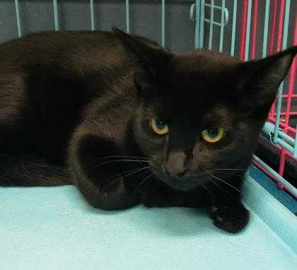 Adopt Katter a All Black Domestic Shorthair / Domestic Shorthair / Mixed cat in
