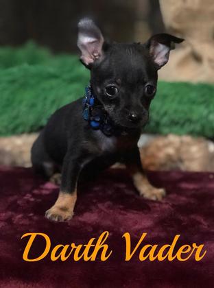 Super Sweet AKC Registered Tiny Male Chihuahua Baby Darth Vader