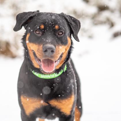 Adopt Aretha a Rottweiler