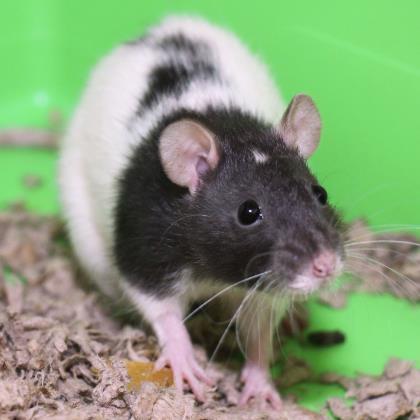 Adopt Clover a White Rat / Rat / Mixed small animal in Lansing, MI (22223505)