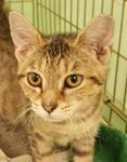 Adopt Lily Pad a Domestic Short Hair