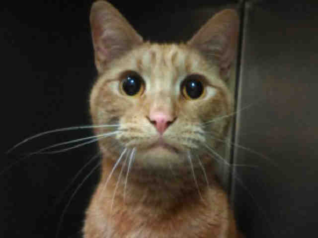 Adopt MAGELLAN a Orange or Red Tabby Domestic Shorthair / Mixed (short coat) cat