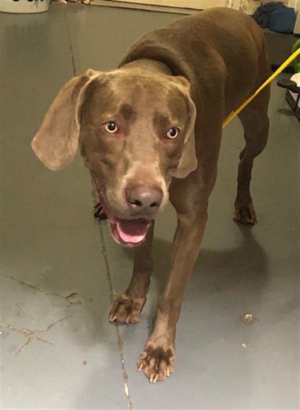 Adopt 19-03-0642 Tim a Weimaraner / Mixed dog in Dallas, GA (24684978)